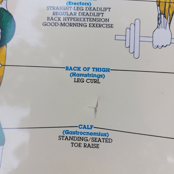 1984 Vintage Bruce Algra Exercise and Muscle Guide Workout Fitness Chart Series - Picture 2 of 6